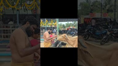 #maakonaseemanews #shots #cow #gomata