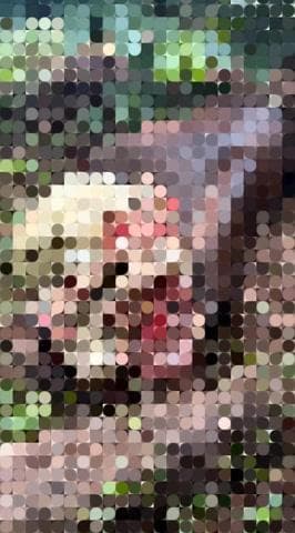 ವಿರಾಜಪೇಟೆ: ಬಾಡಗ ಬಾಣಂಗಾಲದಲ್ಲಿ ಹುಲಿದಾಳಿಗೆ ಗಬ್ಬದ ಹಸು ಬಲಿ