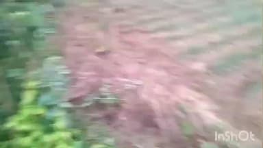 ଜୁଜୁମୁରା: ବଡସାହିର ଗ୍ରାମରେ ହାତୀ ଉପଦ୍ରବ , ବ୍ୟାପକ ପନିପରିବା ଚାଷ ନଷ୍ଟ