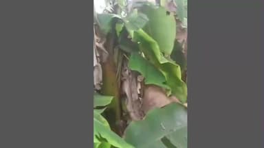 అనకాపల్లి జిల్లా బుచ్చయ్యపేట మండలంలో రైతులకు కన్నీరు తెప్పిస్తున్న నత్తలు