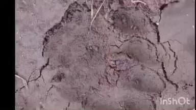 इटारसी: इटारसी के जमानी स्थित धाई सेठिया गांव के खेत में दिखे तेंदुए के पगमार्क, ग्रामीणों ने वन विभाग को दी सूचना