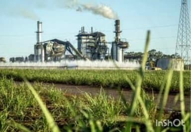 इंदौरा: शुगर मिल मुकेरियां में 1 दिसंबर से शुरू होगी गन्ने की खरीद, इंदोरा व फतेहपुर के गन्ना उत्पादक पहुंचाएंगे गन्ना