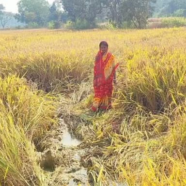 नीमडीह: होंदागोड़ा में झुंड से बिछड़े जंगली हाथी ने मचाया उत्पात, धान की फसल बर्बाद