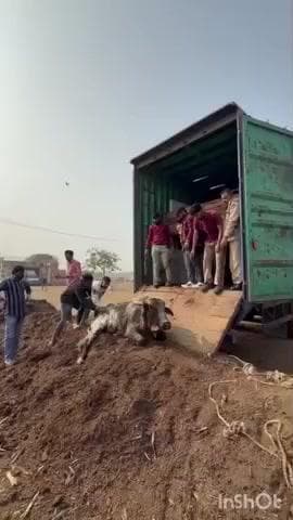 निम्बाहेड़ा: निम्बाहेड़ा में संदिग्ध कंटेनर से 53 गोवंश बरामद, सदर थाना पुलिस की तत्पर कार्रवाई