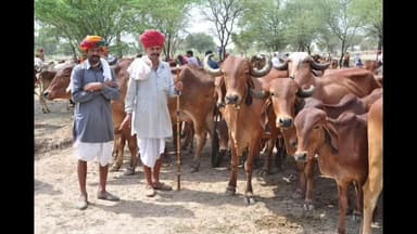 चौथ का बरवाड़ा: चौथ का बरवाड़ा में 1 दिसम्बर से शुरू होगा मुख्यमंत्री मंगला पशु बीमा योजना का दूसरा चरण, 12 स्थानों पर लगेंगे शिविर