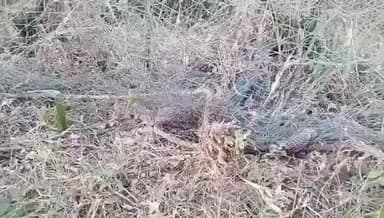 ગણદેવી: તલોદ ઝીંગા ફાર્મ પાસે આવેલા સ્પોર્ટસ ગ્રાઉન્ડમાં નાગ જાળીમાં ફસાયો