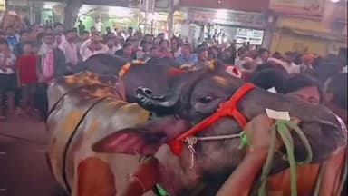 పెద్దపల్లి: పట్టణంలో ఘనంగా సదర్ ఉత్సవాలు