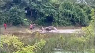 குடியாத்தம்: பரதராமி டிபி பாளையம் பகுதியில் உள்ள ஏரியின் சேற்றில் சிக்கிய யானை மீட்கும் பணியில் தமிழக மற்றும் ஆந்திர வனத்துறையினர்