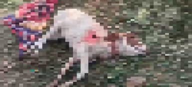 कसरावद: आवारा कुत्तों का आतंक: वार्ड-2 में गाय को नोंच-नोंचकर मारा