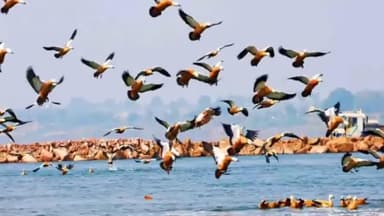 पुनासा: मोरटक्का और ओंकार पर्वत के बीच नर्मदा नदी में सुनहरे पंखों वाले चकवा-चकवी के जोड़ों ने डाला डेरा