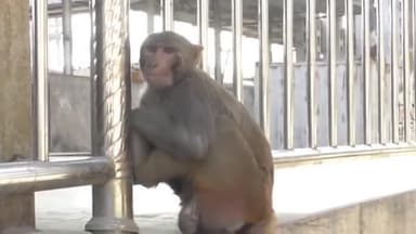 रायगढ़: रायगढ़ रेलवे स्टेशन पर बंदरों का आतंक, सामान छीनकर भाग रहे बंदरों का झुंड