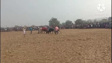 ঝালদা ২: জেলার ঐতিহ্যকে অব্যাহত রেখে কোটশীলা থানার জজলং এলাকায় কাড়া লড়াই প্রতিযোগিতা