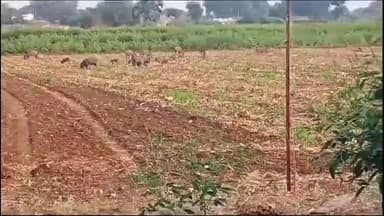 दारव्हा: बागवाडी शेतशिवारात वन्यप्राण्यामुळे नुकसान, शेतकऱ्याचे वनविभागाला निवेदन