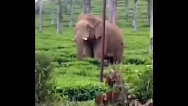 பந்தலூர்: கண்ணம்பள்ளி, கோரஞ்சால் உள்ளிட்ட பகுதிகளில் காட்டு யானைகள் நடமாட்டம்