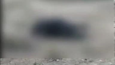 डलमऊ: सुदामापुर तिराहे के पास बोलेरो की टक्कर से गोवंश की हुई दर्दनाक मौत