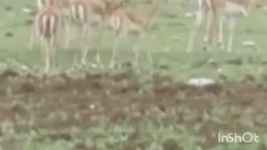 जळकोट: तालुक्यातील होकर्णा येथे वन्य प्राण्यांकडून तुर पिकाची नासाडी