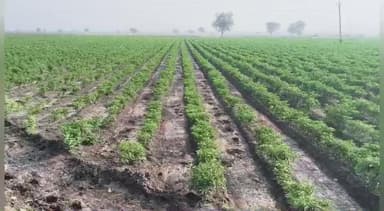 ದೇವದುರ್ಗ: ತಾಲ್ಲೂಕಿನ ರೈತರ ಮೆಣಸಿನಕಾಯಿ ಬೆಳೆಗೆ ನೀರು ಬಿಡಲು ಮನವಿ