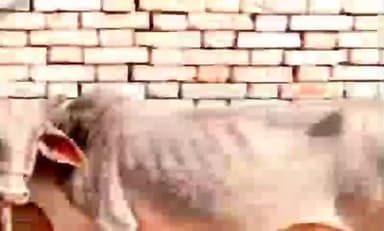 इचाक: बरका खुर्द में एक ही रात में तीन गायों की चोरी, ग्रामीणों में दहशत