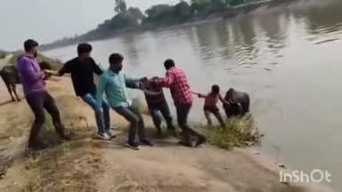 श्योपुर: कलारना गांव के युवाओं ने चम्बल नहर में बहती 15 भैंसों को बचाया