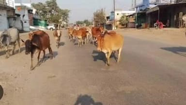 बैकुंठपुर: बैकुंठपुर में सड़कें बन गईं गौशाला, हर दिन दे रहे सड़क हादसों को खुला न्योता