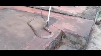 ପୋଲସରା: ମଧୁସୂଦନପୁର ଅଙ୍ଗନବାଡ଼ି କର୍ମୀଙ୍କ ଘରୁ ୫ ଫୁଟିଆ ବିଷଧର ନାଗସାପ ଉଧାର