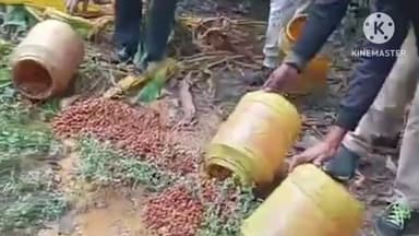 নিতুড়িয়া: অবৈধ মদ তৈরি ও বিক্রির বিরুদ্ধে
নিতুড়িয়ার একাধিক গ্রামে আবগারি দফতরের অভিযান,বাজেয়াপ্ত চোলাই মদ ও তরল