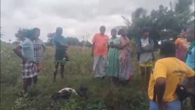 குன்னம்: எழுமூரில் அறுந்து விழுந்தகிடந்த மின் கம்பியை மிதித்த ஆடு உயிரிழப்பு