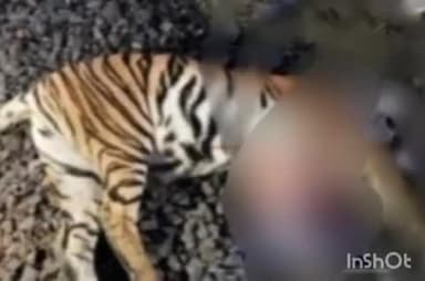 राजूरा: चनाखा बिटात बल्लारशहा-सिकंदराबाद डाऊन रेल्वे मार्गावर रेल्वे च्या धडकेत वाघिणीचा मृत्यू