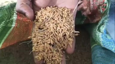 কাশীপুর: রুখাসুখা জেলা হিসেবে পরিচিত পুরুলিয়ার অন্যান্য ব্লকের সঙ্গে কাশীপুর ব্লকেও প্রচুর পরিমাণে ধান উৎপাদন হয়েছে,খুশি চাষিরাও