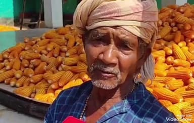 ଲକ୍ଷ୍ମୀପୁର: ଲକ୍ଷ୍ମୀପୁର ବ୍ଲକରେ ମକା ଚାଷରେ ପରିଶ୍ରମ ଅନୁଯାୟୀ ଲାଭ କମ,ମଣ୍ଡି ନଥିବାରୁ ଚାଷୀ ମାନେ ଚିନ୍ତାରେ,ପ୍ରତିକ୍ରିୟା ଦେଲେ ଚାଷୀ