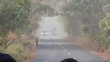 कलीनगर: खटीमा रोड पर पर्यटकों की गाड़ी के सामने आई बाघिन, दो शावकों के साथ सड़क पर की वॉक