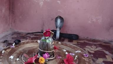 खंडवा: जसवाड़ी शिव मंदिर में शिवलिंग पर फन फैलाकर बैठा सांप, ग्रामीणों में जगी आस्था