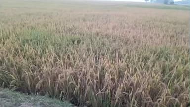 ভাতার: ধান কেটে বাড়ি ফেরার পথে বিষধর সাপের ছোবলে আহত নতুন গ্রামের এক পরিযায়ী শ্রমিক