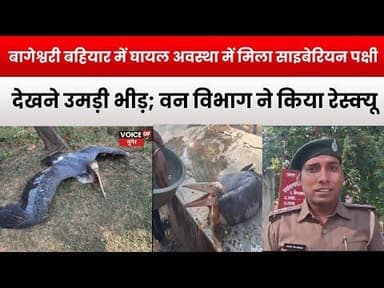 हवेली खड़गपुर के बागेश्वरी बहियार में घायल अवस्था में मिला साइबेरियन पक्षी,वन विभाग ने किया रेस्क्यु