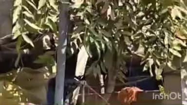 तुलसीपुर: रमवापुर में ग्रामीणों ने सफाई कार्य न होने का लगाया आरोप