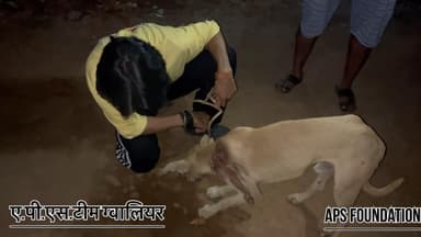 डॉग के कीड़े बहुत ज्यादा पैड गये ..।
Respect Girls help poor help animals
#apsgurjar #help #gwalior