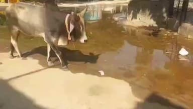 मारवाड़ जंक्शन: बासनी ग्राम में जगह-जगह गंदगी एवं गंदा पानी का भराव ग्रामवासियों ने जताया आक्रोश #jansamsya