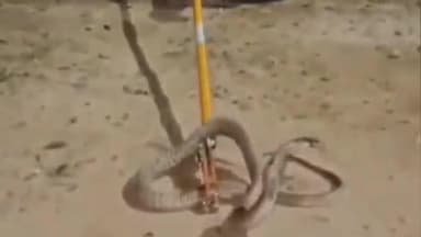 పాతపట్నం: కోవిలాం గ్రామం వద్ద ఉన్న త్రిశక్తి శ్రీ దుర్గా దేవి ఆలయంలో భవాని స్వాముల సన్నిధానంలో నాగుపాము కలకలం