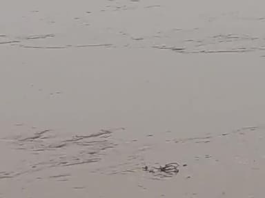 मसुरिया मे #newsong #newgoldchai