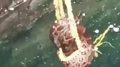 अंजड़: 50 फीट गहरे कुएं में गिरा अजगर, सर्पमित्र ने जान पर खेलकर किया रेस्क्यू