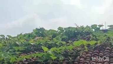 जैतपुर: जैतपुर के सेझहाई गांव में घर की छप्पर पर मृत बंदर मिला, करंट लगने से हुई मौत