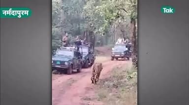 Narmadapuram के पचमढ़ी स्थित सतपुड़ा टाइगर रिज़र्व के कार जोन में चल रही जंगल सफारी अचानक रोमांच से भर उठी.जब पर्यटकों की जिप्सी के सामने अचानक एक …