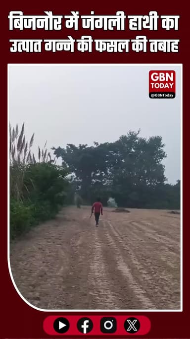 बिजनौर में जंगली हाथी का उत्पात, गन्ने की फसल तबाह — किसानों में दहशत
#Bijnor #ElephantAttack #WildElephant #Farmers