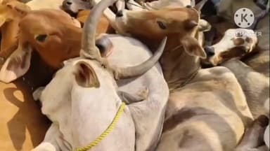 చెన్నూరు: మహారాష్ట్ర నుండి అక్రమంగా బొలెరో వాహనంలో ఆవులను తరలిస్తున్న వాహనాన్ని పట్టుకున్న పోలీసులు