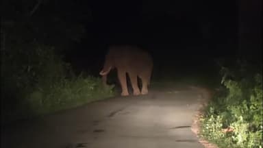 ദേവികുളം: മറയൂർ ചിന്നാർ റോഡിൽ ഇറങ്ങിയ ഒറ്റയാൻ മണിക്കൂറുകളോളം ഗതാഗതം തടസപ്പെടുത്തി, ദൃശ്യങ്ങൾ പുറത്ത്