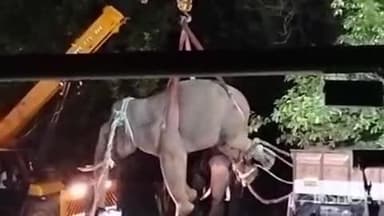 ಶೃಂಗೇರಿ: ಇಬ್ಬರನ್ನ ಬಲಿ ಪಡೆದಿದ್ದ ನರಹಂತಕ ಕಾಡಾನೆ ಲಾಕ್.!