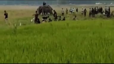 লক্ষীপুৰ: লক্ষীপুৰৰ ধামৰ বিলত এটা বন্যহস্তীক ট্ৰেংকুলাইছকৰণৰ চেষ্টা বনবিভাগৰ