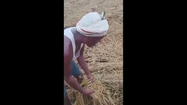 दुधि: बरखोरहा गांव में बेमौसम बारिश से धान की फसल को भारी नुकसान, लगभग 400 से 500 बीघे में तैयार धान की फसल बर्बाद