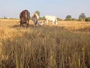 अपनी मवेशी जानवरों को बांधकर रखें संपर्क सूचित कर रहे हैं नहीं तो कार्यवाही की जाएगी। आपको 10000 का जुर्माना लगे सकता है