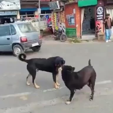 टिहरा सुजानपुर: सुजानपुर टिहरा में आवारा मादा कुत्ते ने 24 लोगों को किया घायल